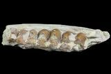 Oreodont Jaw Section With Teeth - South Dakota #81945-2